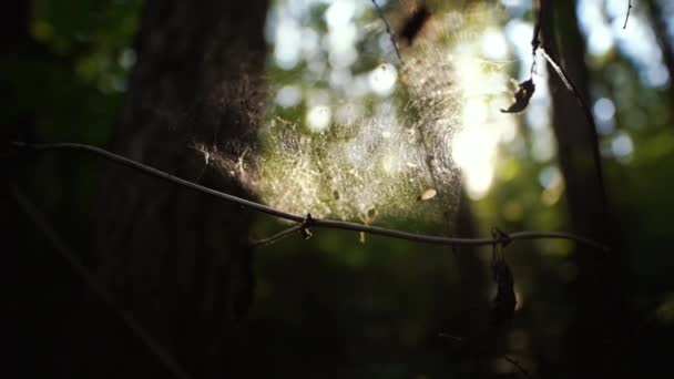 太陽に対する露のクモの巣 — ストック動画
