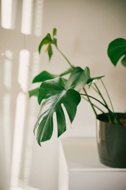 Canavar 'ın kapalı mekan bitkisinin yakın çekimi. Beyaz duvar ve güneş ışığı arkaplanlı bir Monstera yaprağı.