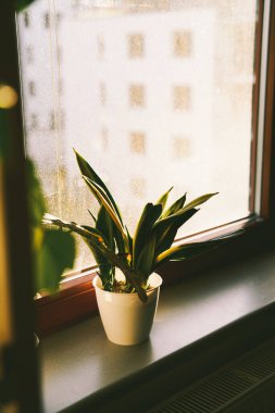 Güneşli bir günde pencere pervazında Sansevieria Gold. Modern iç mekanlarda ev bitkileri kullanma kavramı. Altın alev sulu.