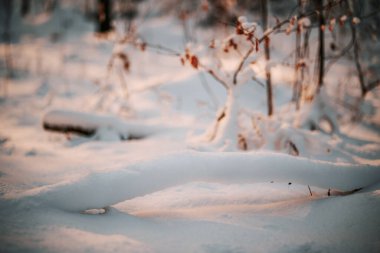 Güneşli bir günde Bokeh of the Winter Forest ile arka planda bulanıklık