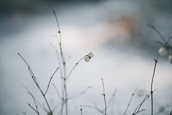 Snowberry Sur Neige Fond Clair Baies Neige Pendant Saison Hiver — Photo