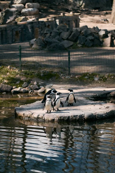 Pingüinos Zoológico Retrato Cuatro Pingüinos Humboldt — Foto de Stock