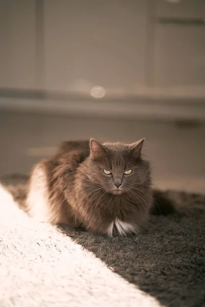 Gato Cinza Doméstico Olha Para Câmera Retrato Interno Gatinho Cabelos — Fotografia de Stock