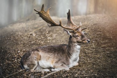 Sisli ormanda bir yerde yatan güzel kırmızı geyiğe yakın bir yerde. Sis sırasında kırsalda boynuzlu bir geyiğin portresi..