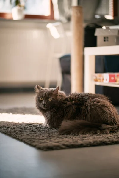 Grey Cat Lies Relaxed Indoors Summer Morning Concept Home Comfort — Zdjęcie stockowe