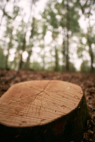 Close Tree Trunk Spring Forest Stimp Woods Foliage Fallen Leaves — ストック写真