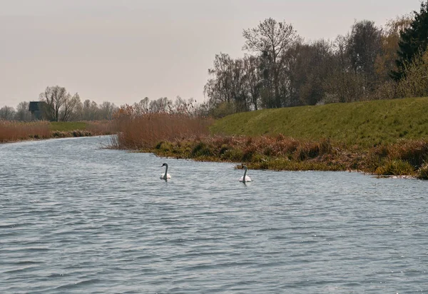 Gölette kuğular. Şehir dışında boş zaman kavramı.
