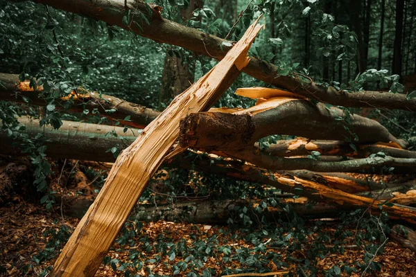 Fechar Uma Árvore Caída Floresta Com Tronco Árvore Rachado Após — Fotografia de Stock