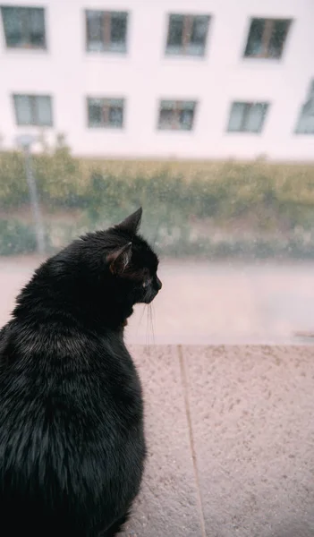 Atrás Del Gato Negro Mirando Calle Mientras Está Sentado Balcón — Foto de Stock