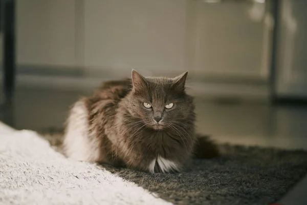 Domestic Grey Cat Looks Camera Indoor Portrait Longhaired Kitty Green — Stock fotografie