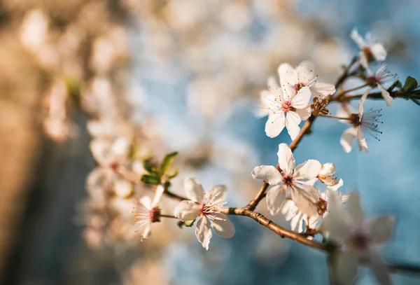 Fruit Tree Blossoms Bokeh Sunlight Background Concept Long Awaited Springtime — Stok fotoğraf