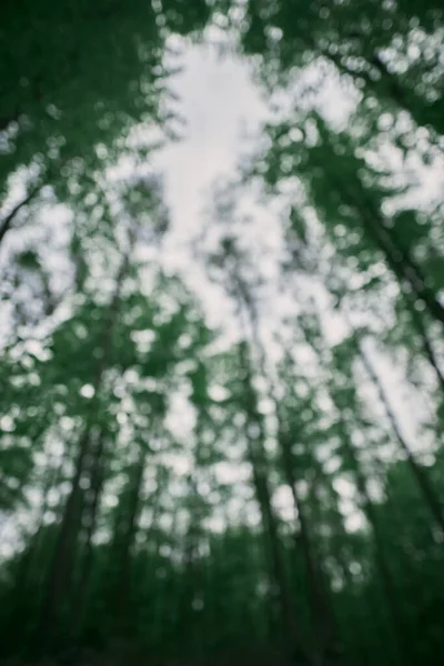 森のイメージがぼやけている 森のボケの写真 ぼやけた木の背景 — ストック写真