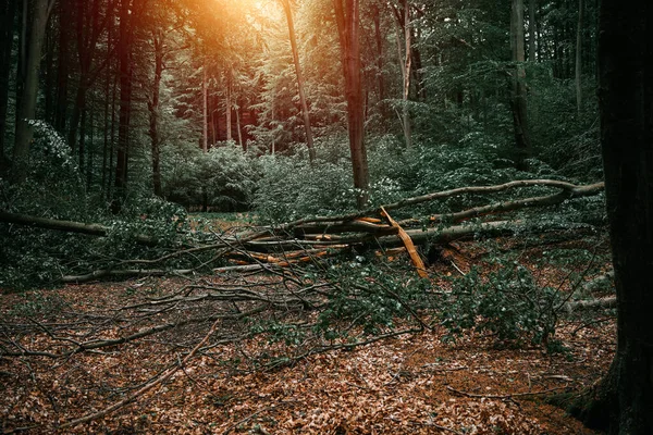 ヨーロッパで激しい嵐の後 幹が割れた森の倒木の閉鎖 — ストック写真