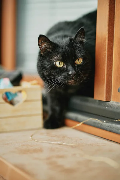 Gato Preto Calma Escuro Animal Estimação Gato Com Olhos Verdes — Fotografia de Stock