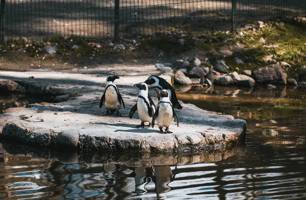 Pinguine Zoo Porträt Von Vier Humboldt Pinguinen — Stockfoto