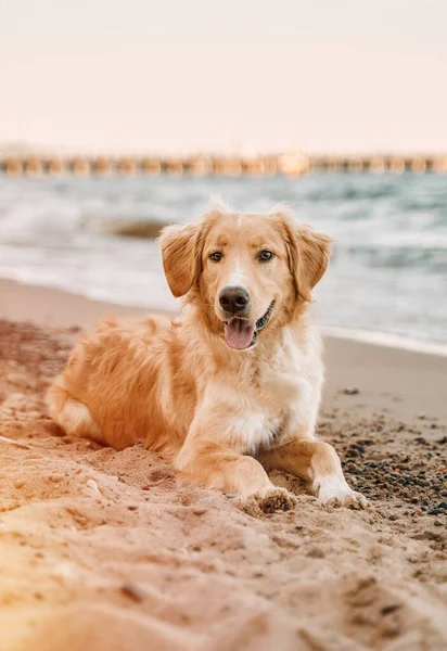 Golden Retriever Costa Cão Companheiro Sentado Praia Areia — Fotografia de Stock