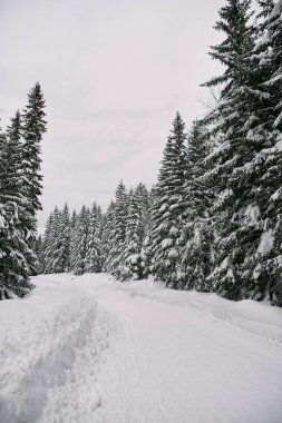 A trail in the pine wood covered with snow after heavy and severe snowfall. Snowy road in the forest at winter