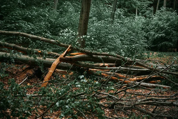 Крупный План Упавшего Дерева Лесу Треснувшим Стволом Дерева После Сильного — стоковое фото