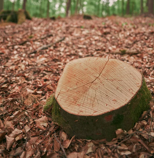 Падшее Дерево Сломанным Стволом Дерева Лесу После Шторма Закрыть Текстуру — стоковое фото