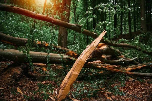 Fırtınadan Sonra Ormanda Kırık Bir Ağaç Yıkılmış Bir Ağaç Gövdesinin — Stok fotoğraf