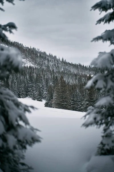 Uitzicht Een Bergbos Winter Dennen Bedekt Met Sneeuw Bergen Vallei — Stockfoto