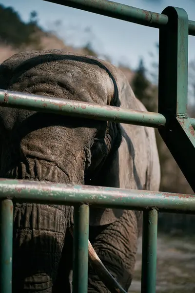 Slon Natahuje Svůj Kufr Přes Kovový Plot Zoo Koncepce Fotografie — Stock fotografie