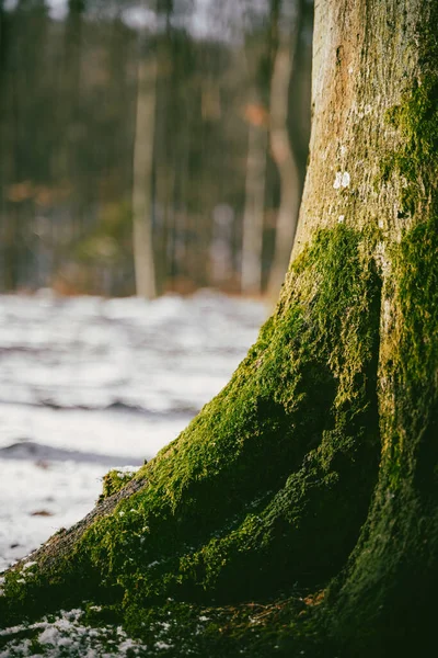 Μακρό Πλάνο Ριζών Δέντρων Καλυμμένων Πράσινα Βρύα Στα Σκανδιναβικά Δάση — Φωτογραφία Αρχείου