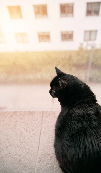 Back Black Cat Looking Street While Sitting Balcony Home Pet — Stock Photo, Image