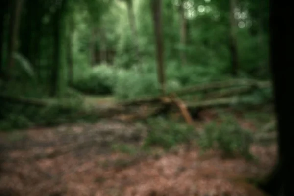 Nieostre Tło Lasu Zamazane Abstrakcyjne Tło Jesiennych Lasów Ładnymi Bokeh — Zdjęcie stockowe