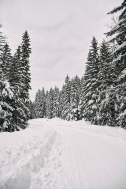 Yoğun ve şiddetli kar yağışından sonra çam ağacında karla kaplı bir patika. Kışın ormanda karlı bir yol.