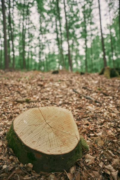 Закрыть Ствол Дерева Весеннем Лесу Сугробах Опавшими Листьями — стоковое фото