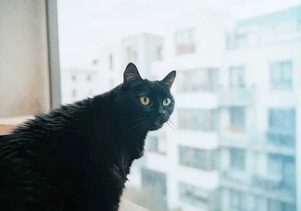 Een Kat Zit Vensterbank Close Portret Van Een Zwarte Katten — Stockfoto