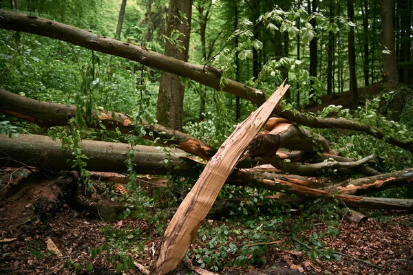 Fallen tree with a broken tree trunk in the woods after stormwind. Close up texture of a destroyed tree part