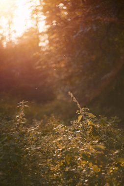Ormandaki uzun çimenler, güçlü güneş ışığı ve arka planda ağaçların bokeh 'i. Yaprakların yakın plan görüntüsü