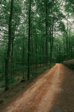Kırsaldaki orman yolu. Ormanda off-road yolu