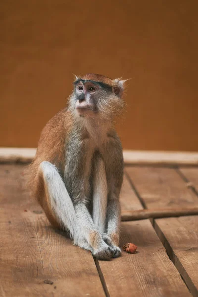 Patas Monkey Sitting Calmly Wooden Floor Zoo — Foto Stock