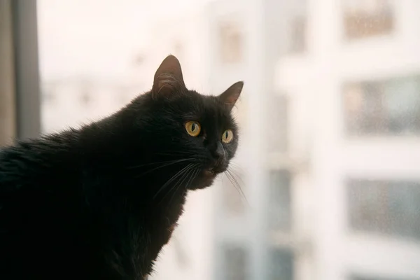 a cat sits on the window sill. close up portrait of a black cats face