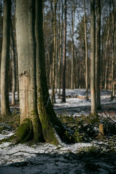 Chiudere Tronco Albero Coperto Muschio Durante Inverno Foresta Nel Tempo — Foto Stock