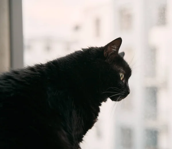 Retrato Gato Preto Varanda Com Uma Casa Apartamento Residencial Fundo — Fotografia de Stock
