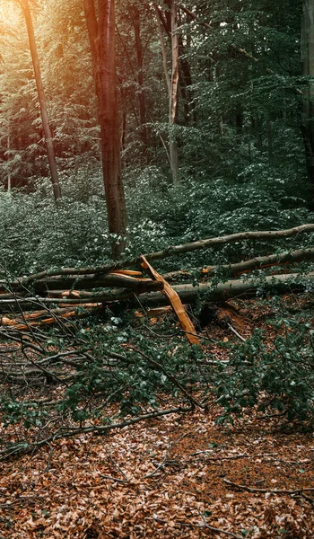 Árbol Caído Con Tronco Árbol Roto Bosque Después Del Viento — Foto de Stock