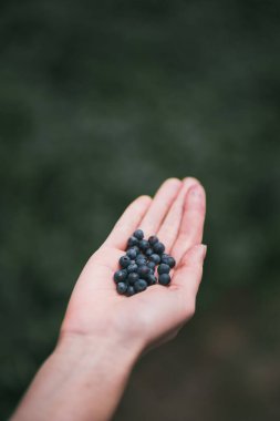 Avuçta izole edilmiş taze yaban mersini. Bir kadın bir sürü olgun böğürtlen tutuyor