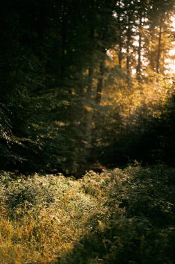 Ormandaki uzun çimenler, güçlü güneş ışığı ve arka planda ağaçların bokeh 'i. Yaprakların yakın plan görüntüsü