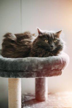 Cat kedi mobilyalarını kullanıyor. Mutlu ev hayvanları için kedi aksesuarları. Kedi rahatça bir ağaç evin tepesinde yatıyor..