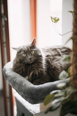 Cat kedi mobilyalarını kullanıyor. Mutlu ev hayvanları için kedi aksesuarları. Kedi rahatça bir ağaç evin tepesinde yatıyor..