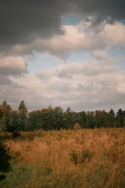 Hohes Gras Wald Mit Starkem Sonnenschein Und Bokeh Des Waldes — Stockfoto