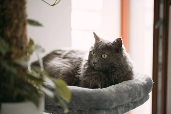 猫在用猫的家具 家养快乐宠物的猫饰物 这只猫舒服地躺在树屋顶上 — 图库照片