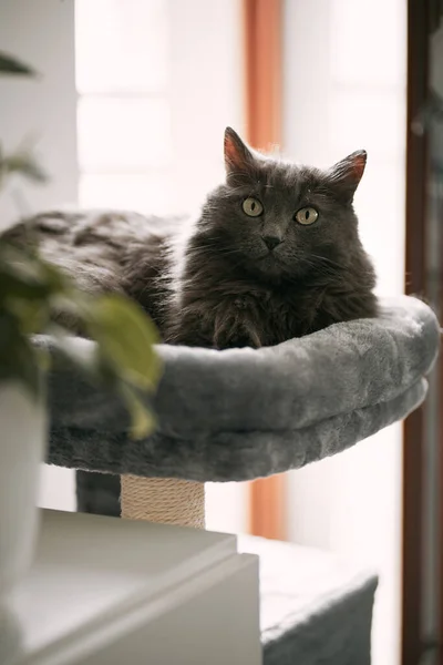 A portrait of sleepy a cat lying on the top of a cat house. Concept of the right environment for cats indoors