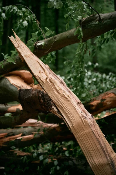 Gros Plan Arbre Tombé Dans Forêt Avec Tronc Arbre Fissuré — Photo