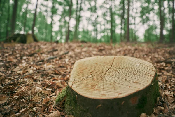 Ormandaki Bir Ağaç Gövdesinin Makro Görüntüsü Bir Kütüğe Yakın Çekim — Stok fotoğraf