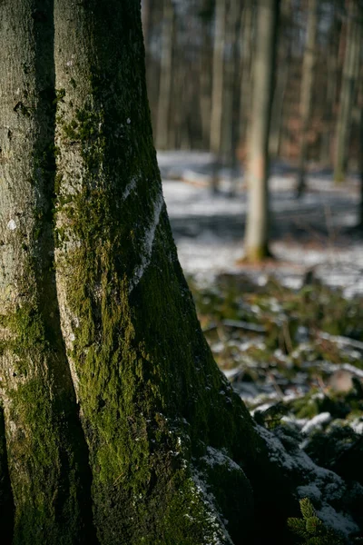Μακρό Πλάνο Ριζών Δέντρων Καλυμμένων Πράσινα Βρύα Στα Σκανδιναβικά Δάση — Φωτογραφία Αρχείου